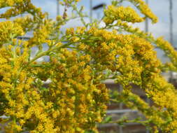 Image of Canada goldenrod