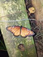 Image of Danaus (Anosia) gilippus subsp. hermippus Felder & Felder 1865