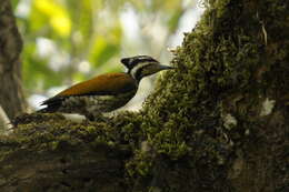 Image of Common Flameback