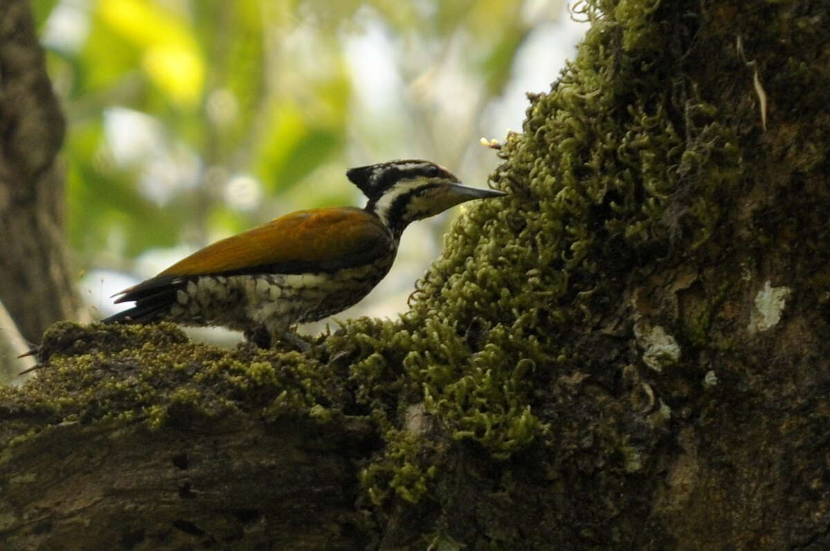 Image of Common Flameback