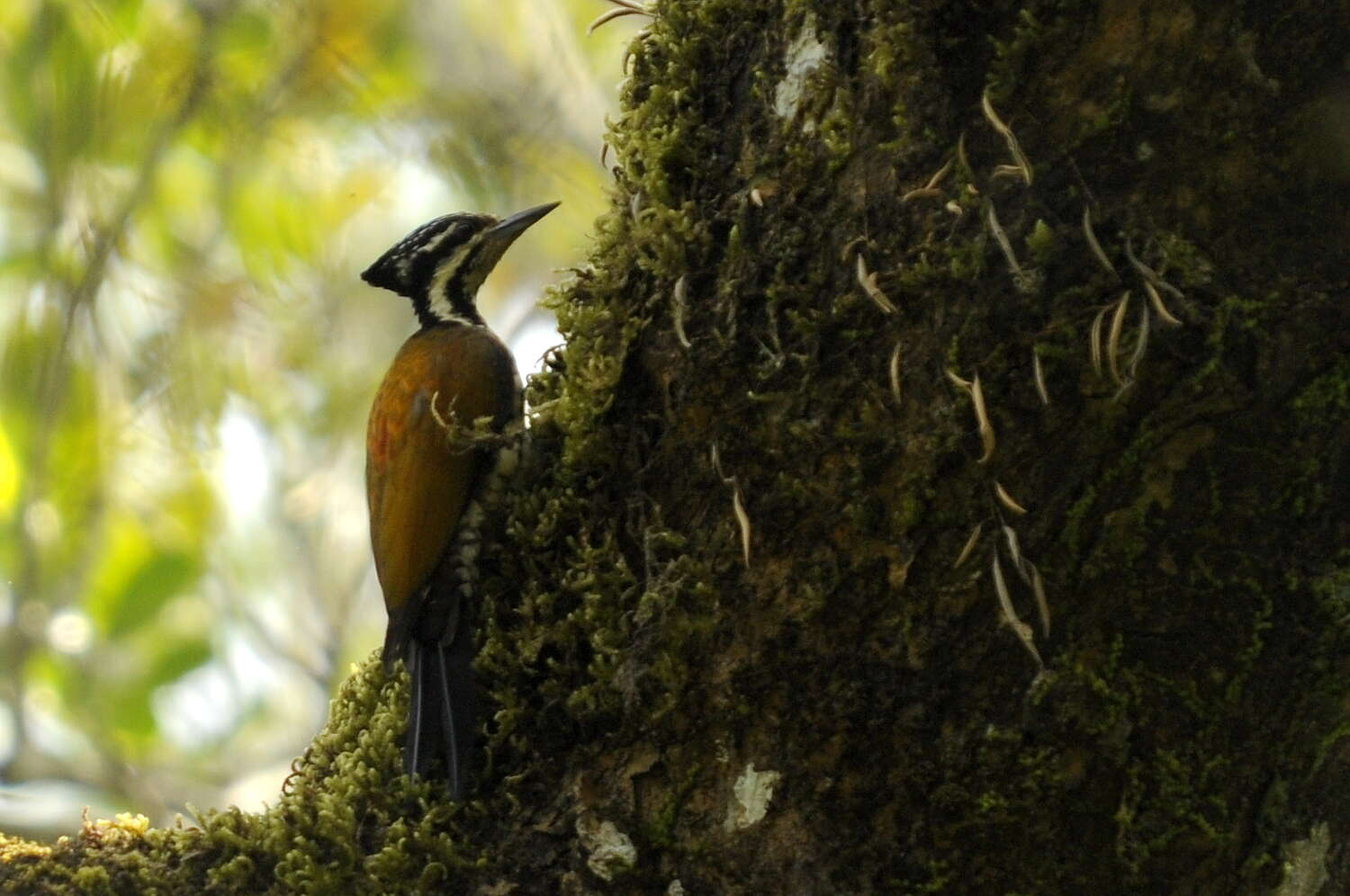 Image of Common Flameback