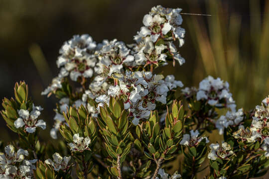 Sivun Leptospermum nitidum Hook. fil. kuva