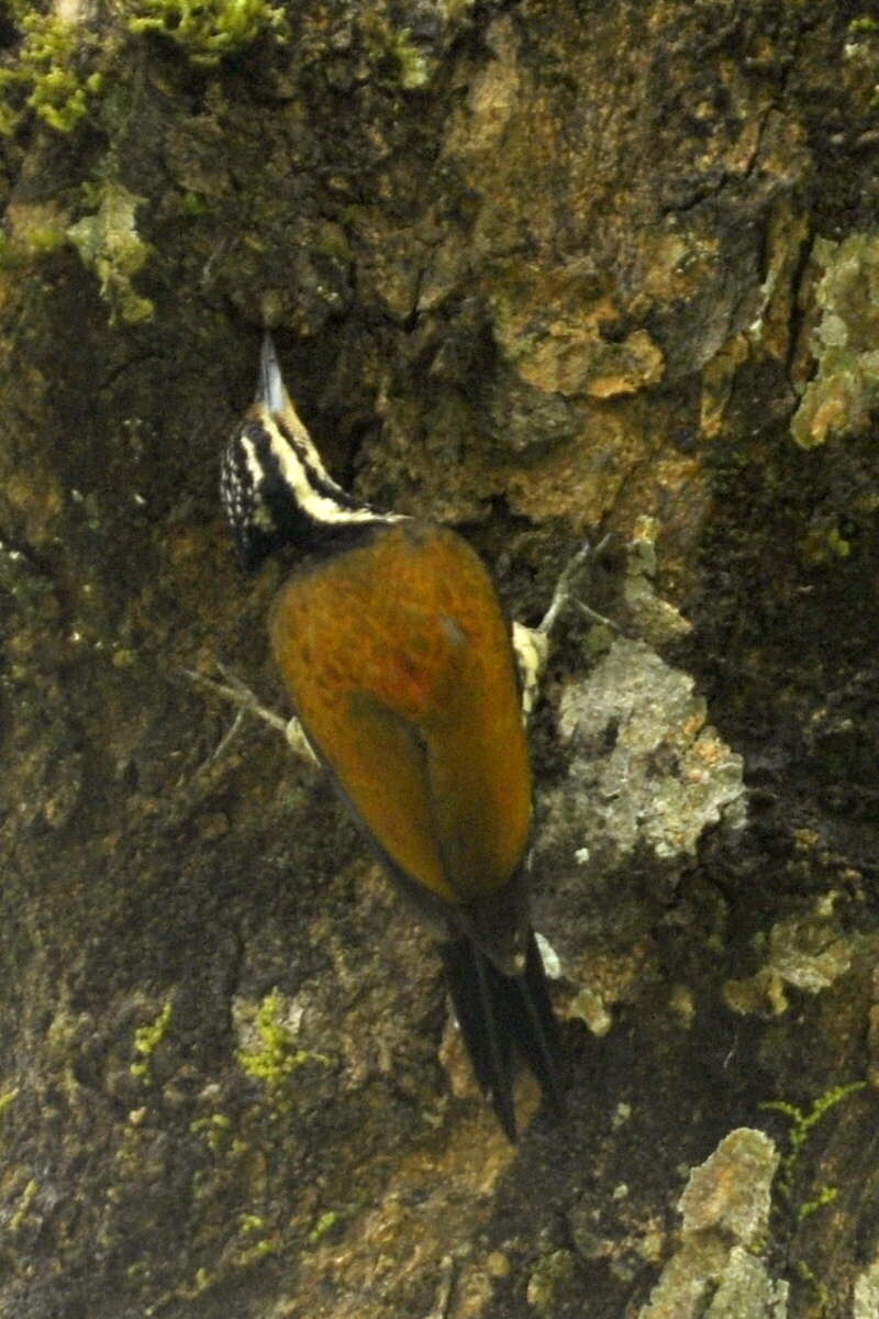 Image of Common Flameback