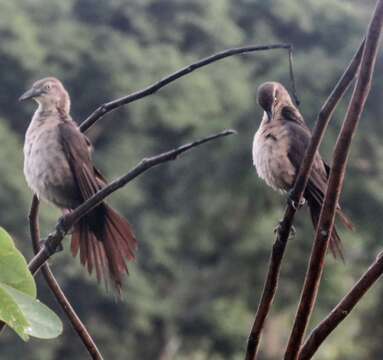 Image of Nicaraguan Grackle