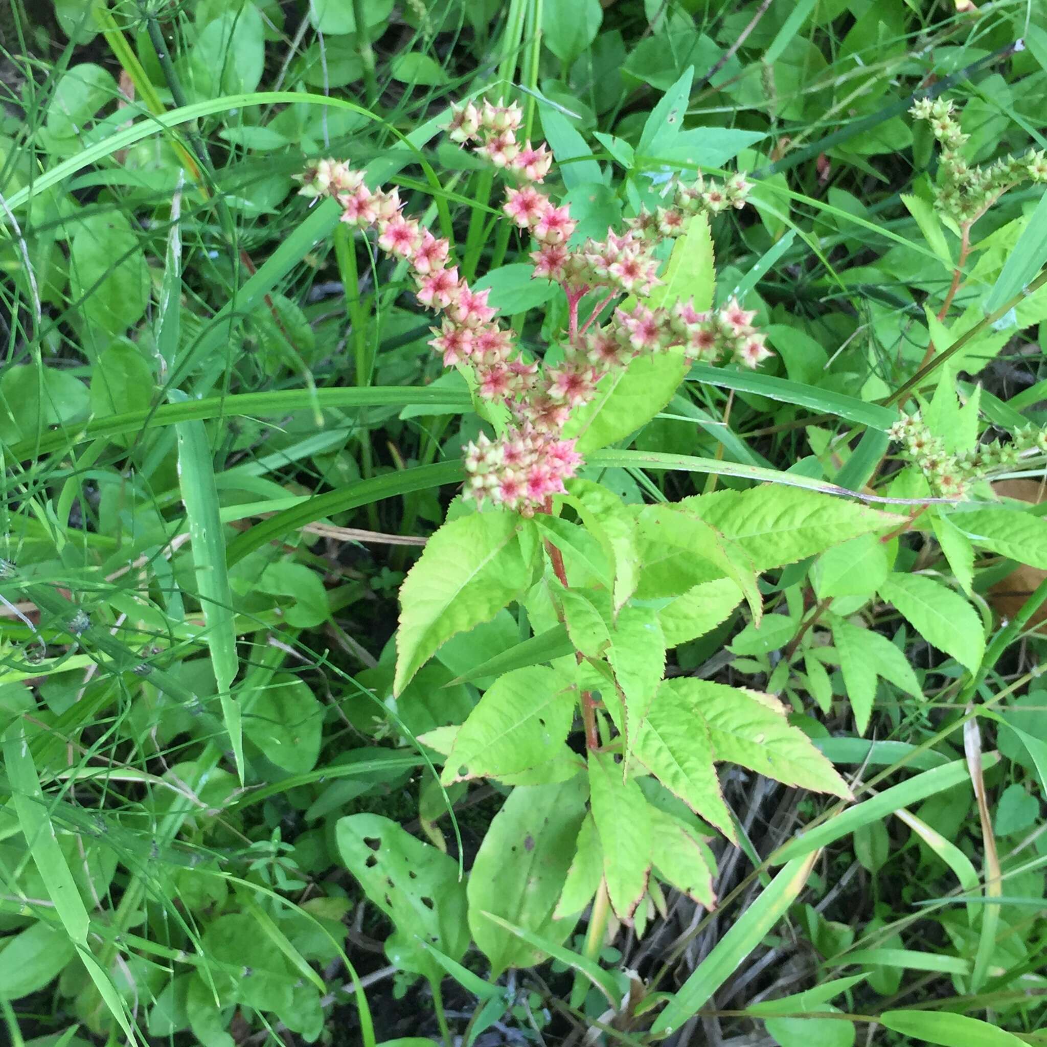 Image of ditch stonecrop