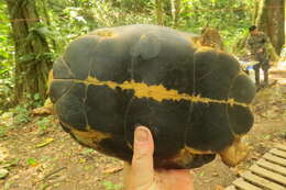 Image of Black River Turtle