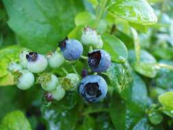 Vaccinium sect. Cyanococcus的圖片