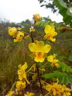 Image of terrestrial cowhorn orchid