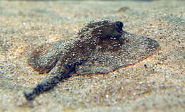 Image of Common Stingray