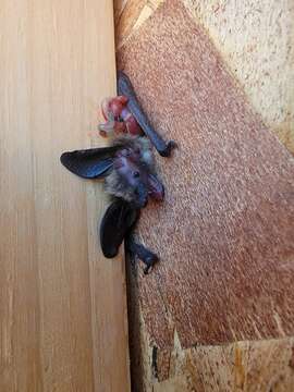 Image of Long-eared Myotis