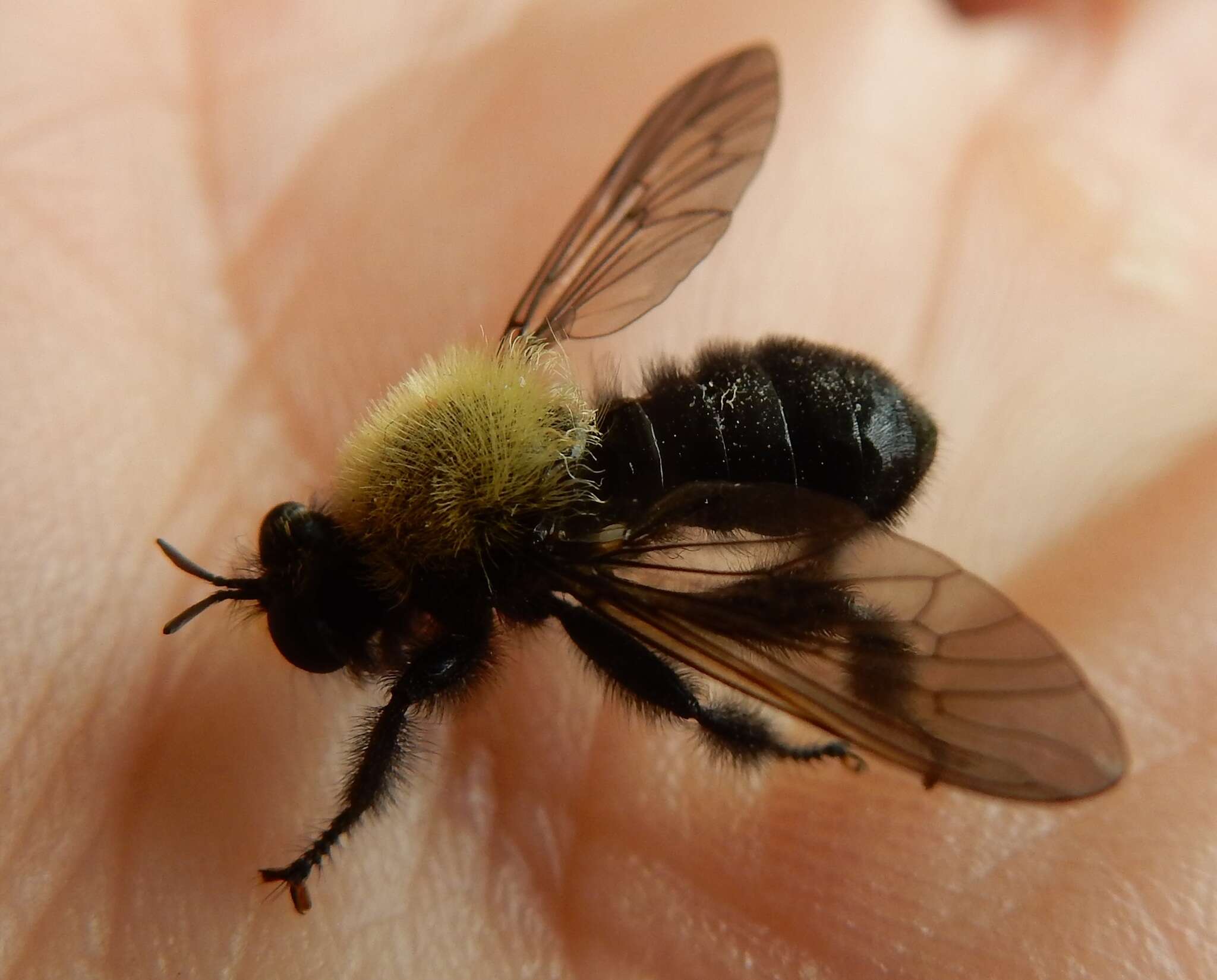 صورة Laphria flavicollis Say 1824