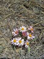 Image of Townsendia florifera (Hook.) A. Gray