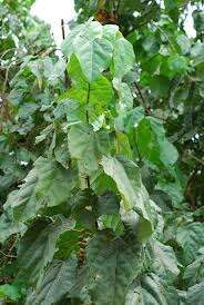 Image of Alchornea cordifolia (Schumach. & Thonn.) Müll. Arg.