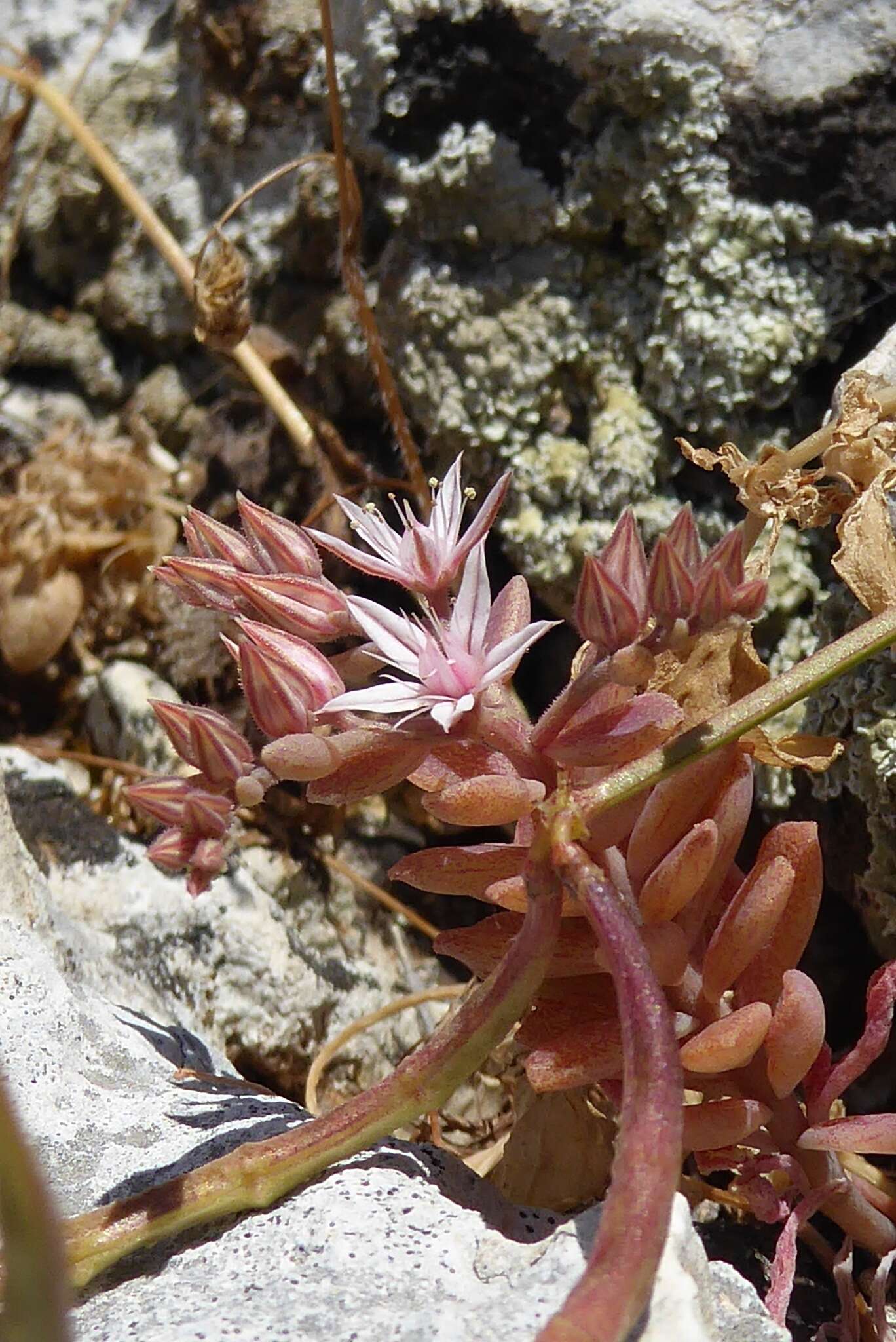 Sivun Sedum eriocarpum subsp. spathulifolium 't Hart kuva