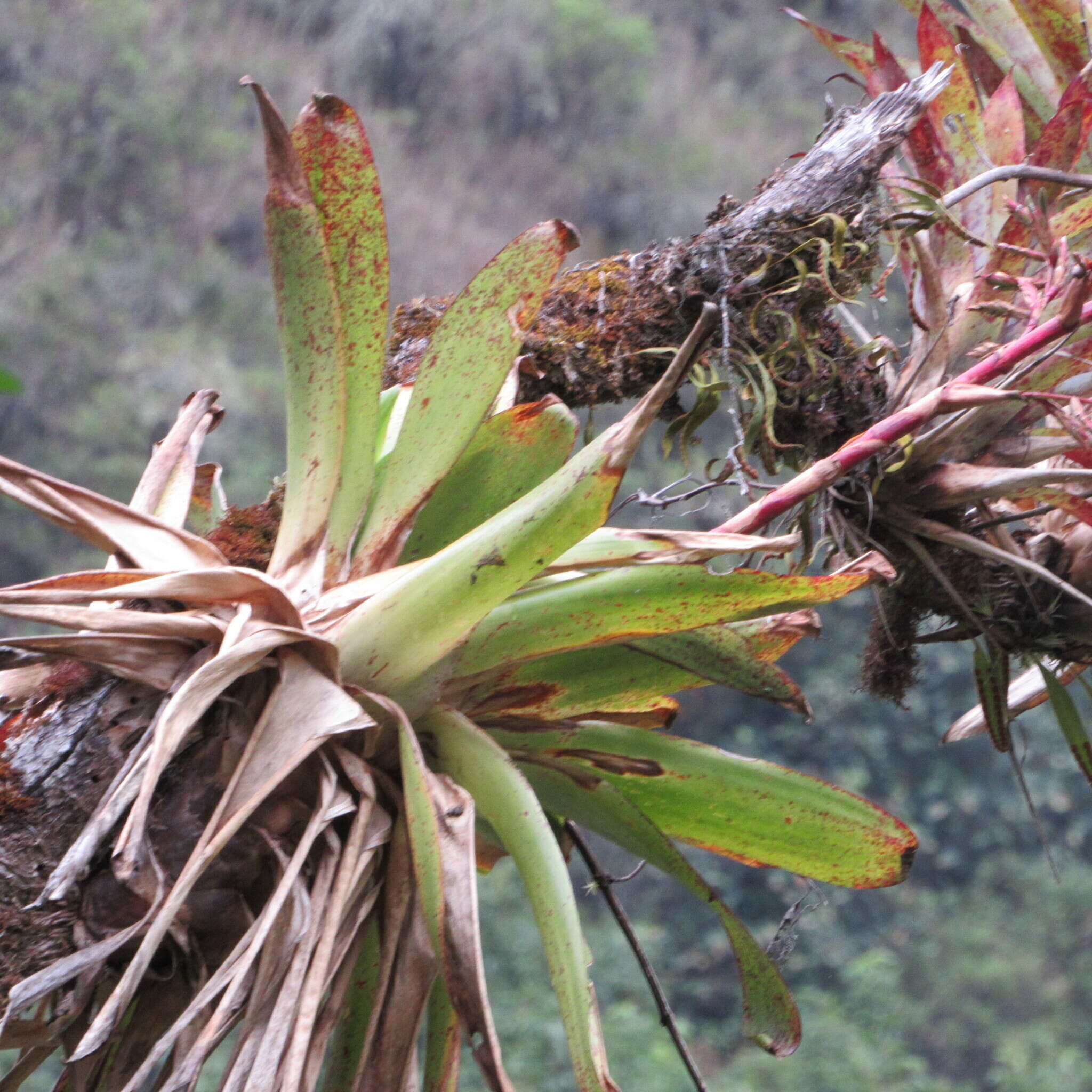 Image of Tillandsia tovarensis Mez