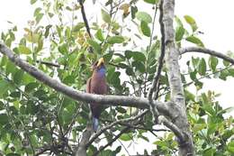 Image of Blue-throated Roller