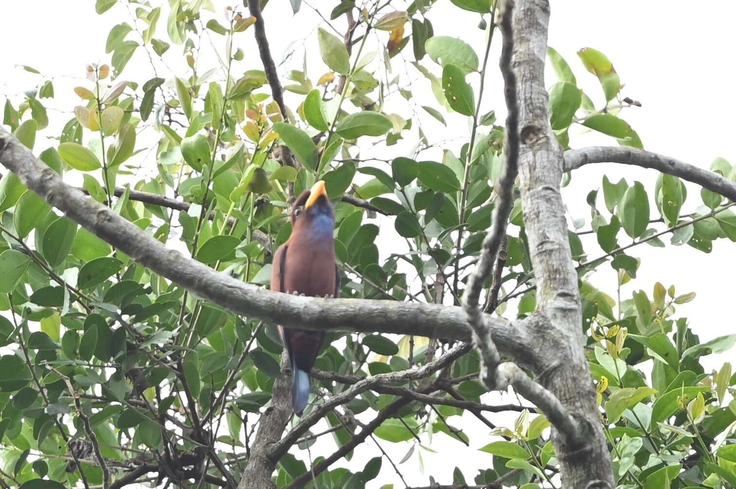 Image of Blue-throated Roller