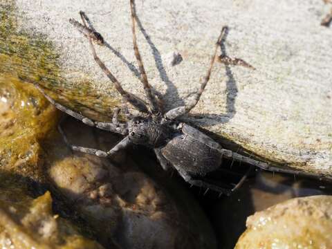 Image of Pardosa wagleri (Hahn 1822)