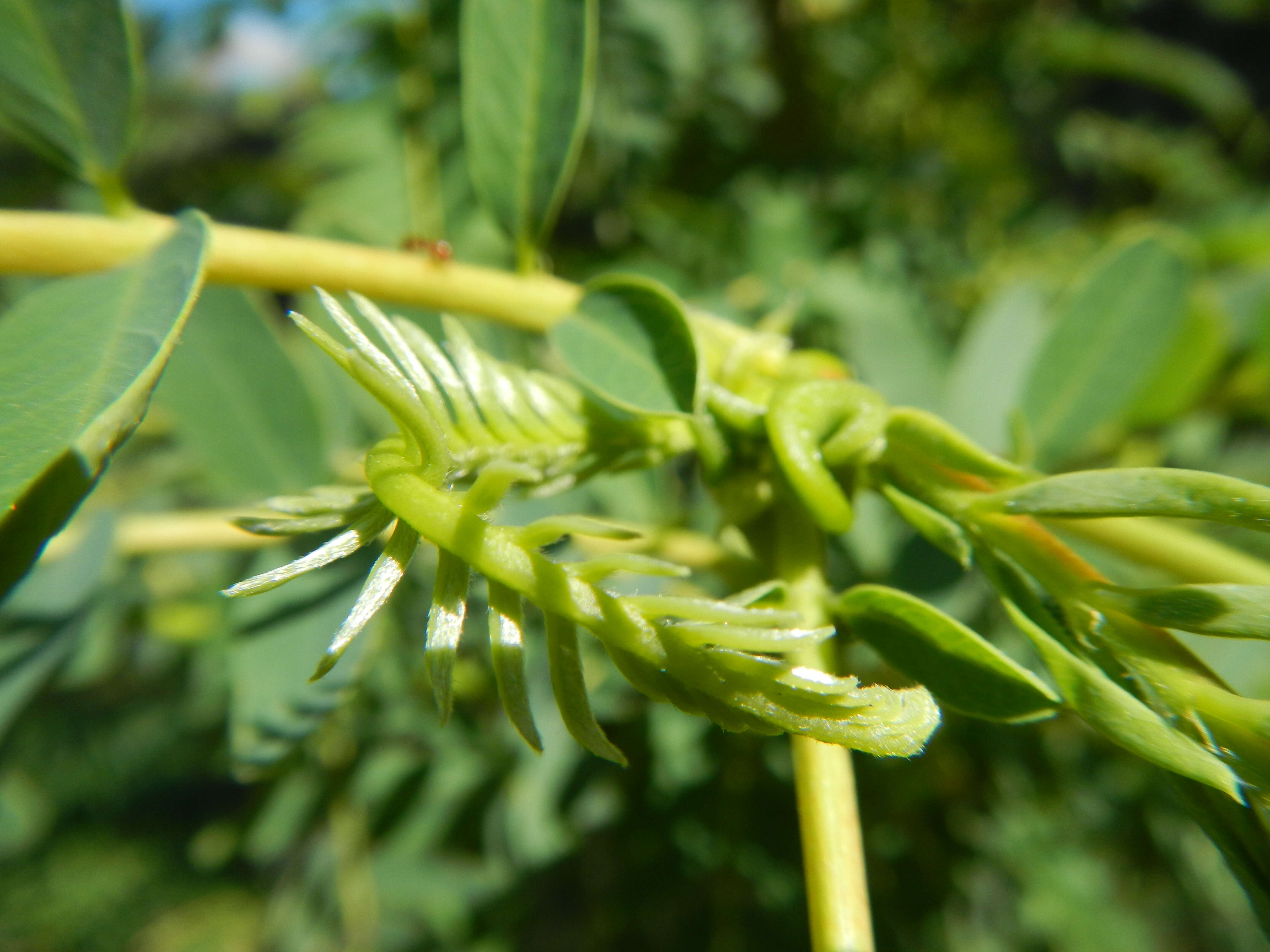 Слика од Sesbania grandiflora (L.) Pers.