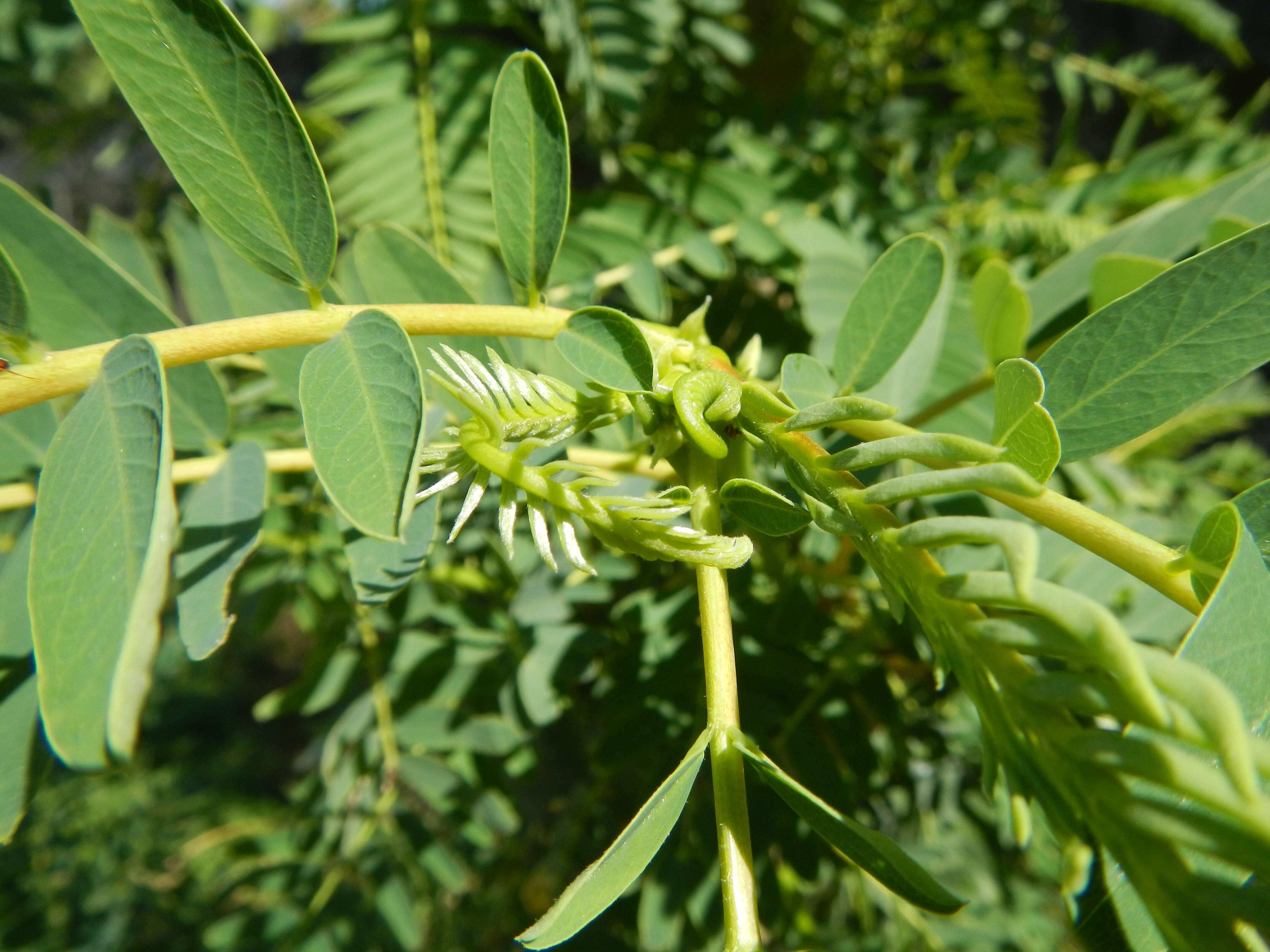 Слика од Sesbania grandiflora (L.) Pers.