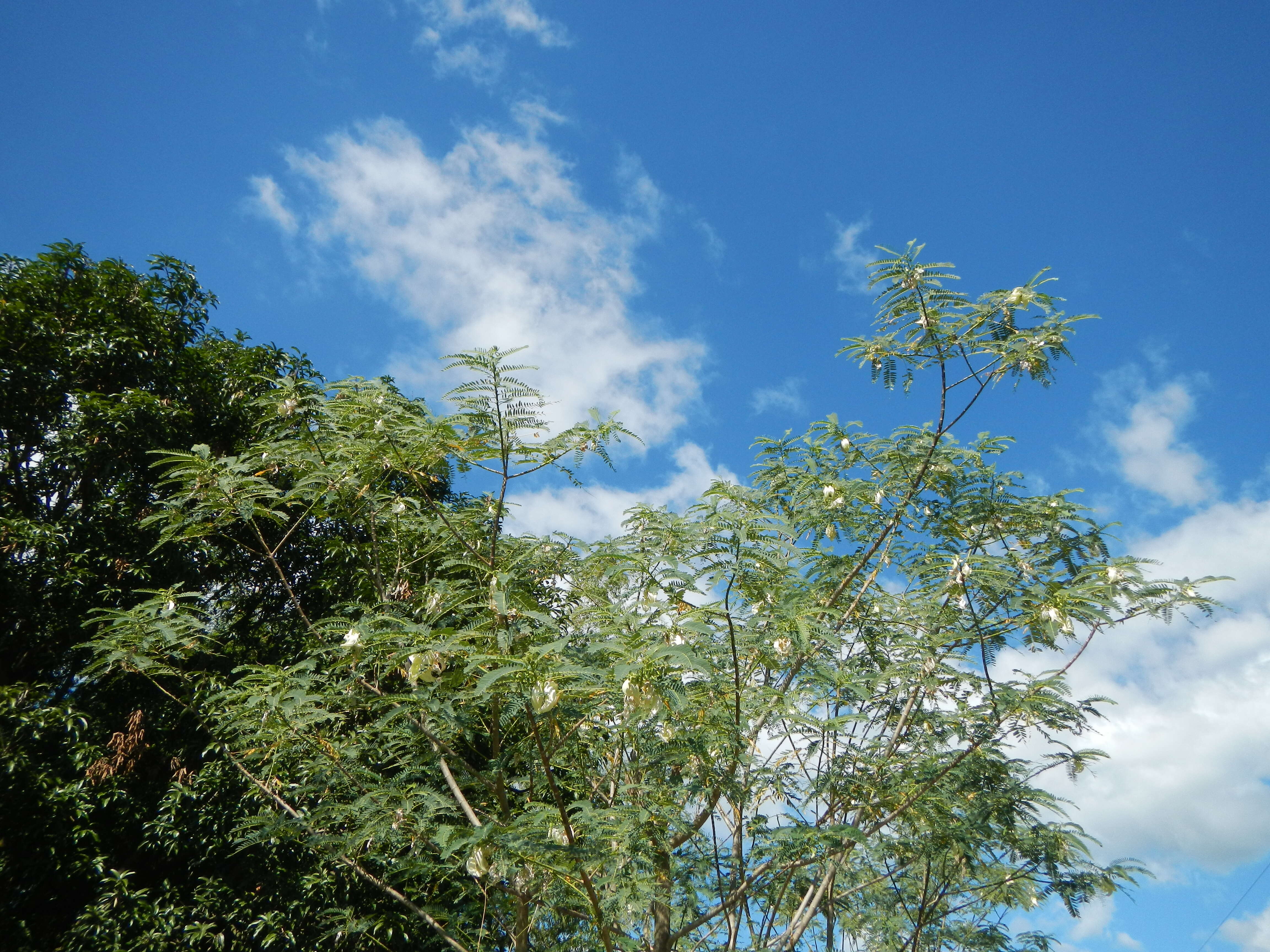 Слика од Sesbania grandiflora (L.) Pers.