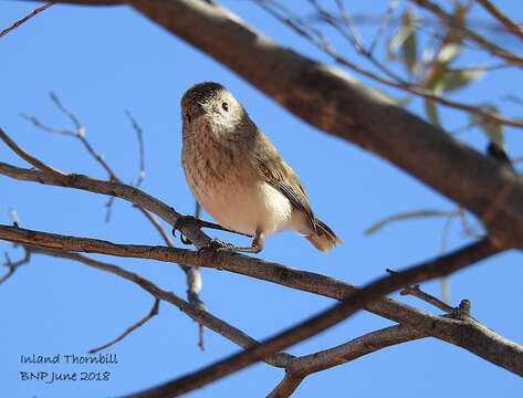 Image of Inland Thornbill