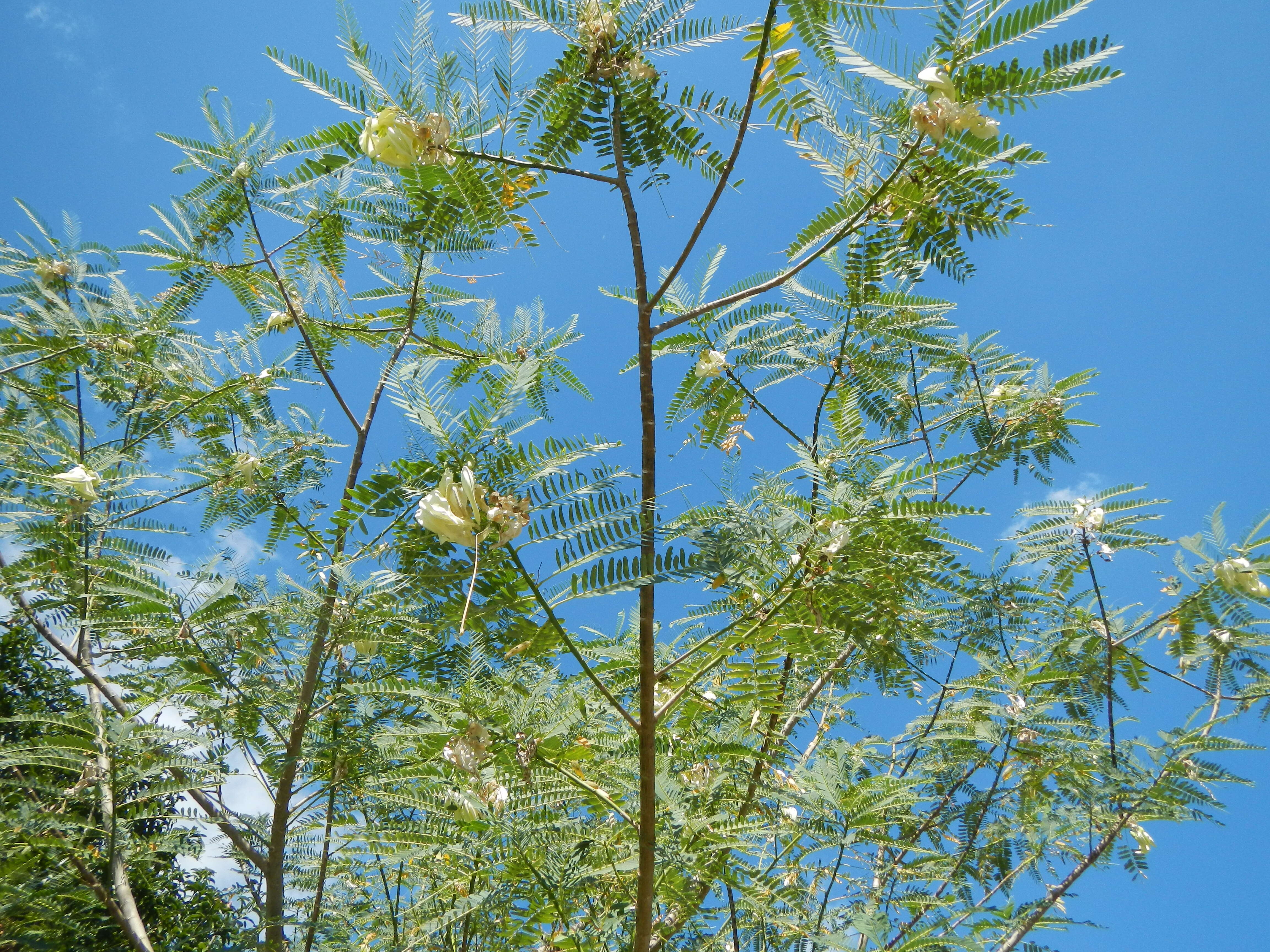 Image of vegetable hummingbird