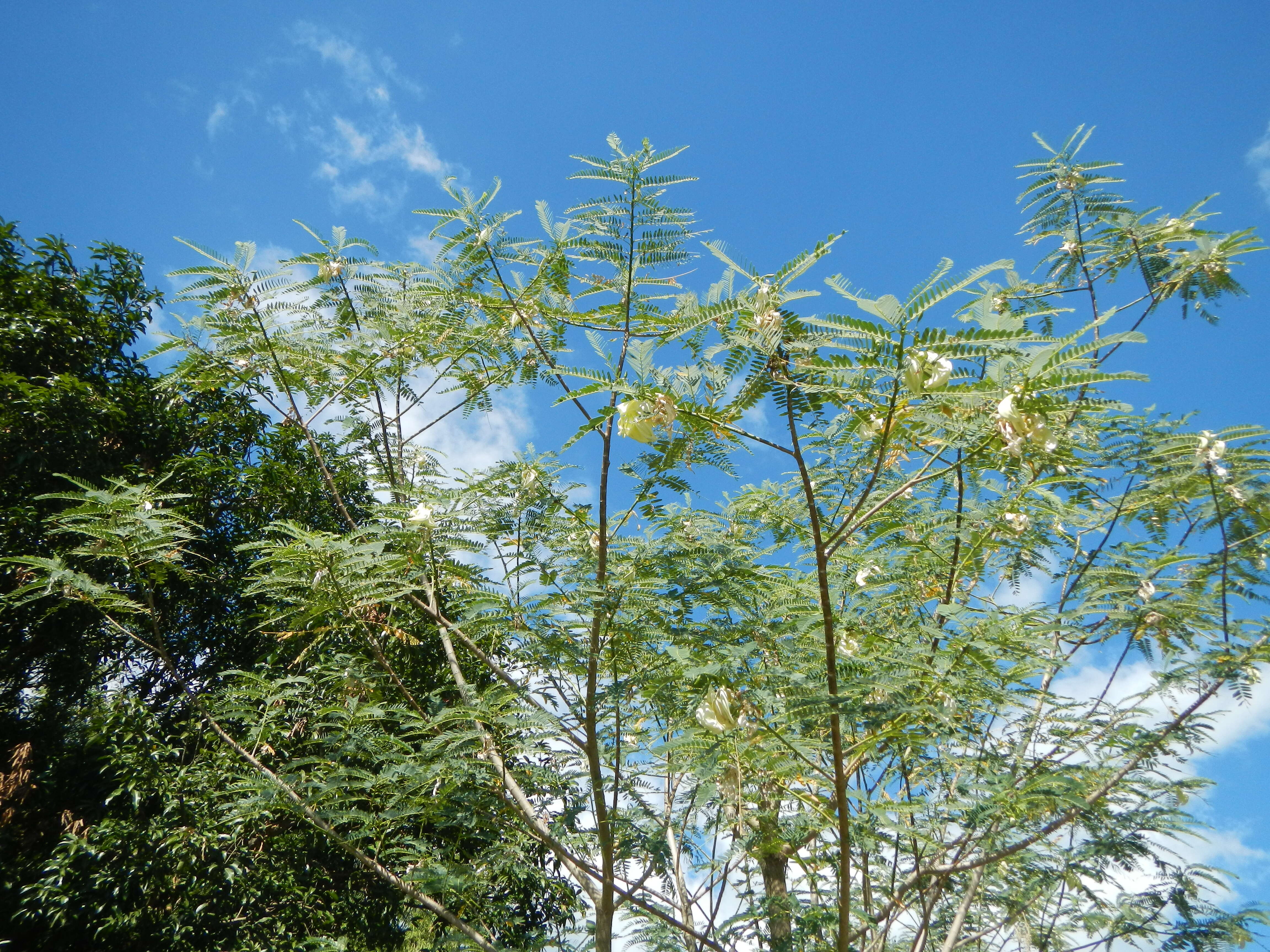 Слика од Sesbania grandiflora (L.) Pers.