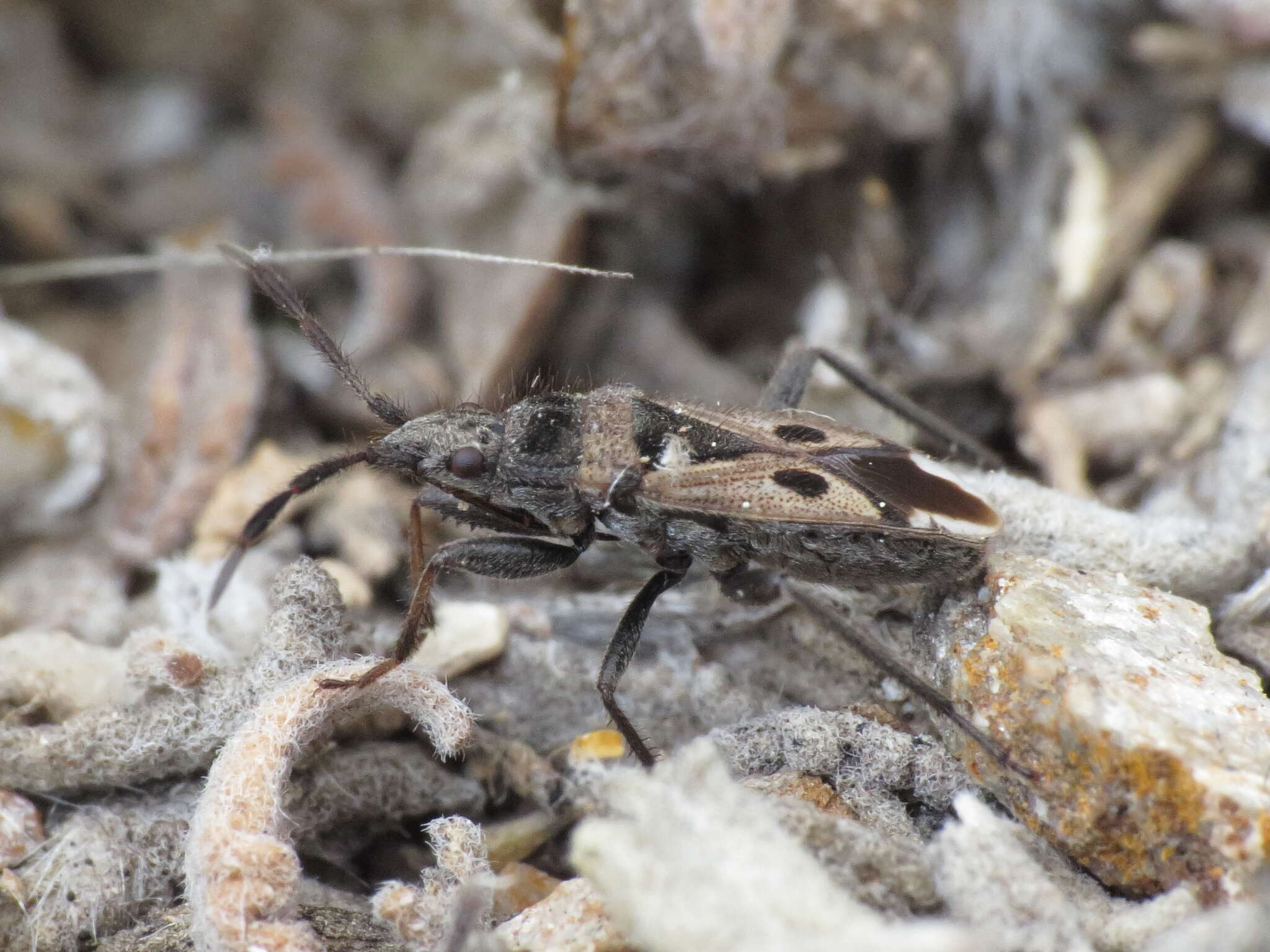 صورة Lasiocoris crassicornis (Lucas 1849)