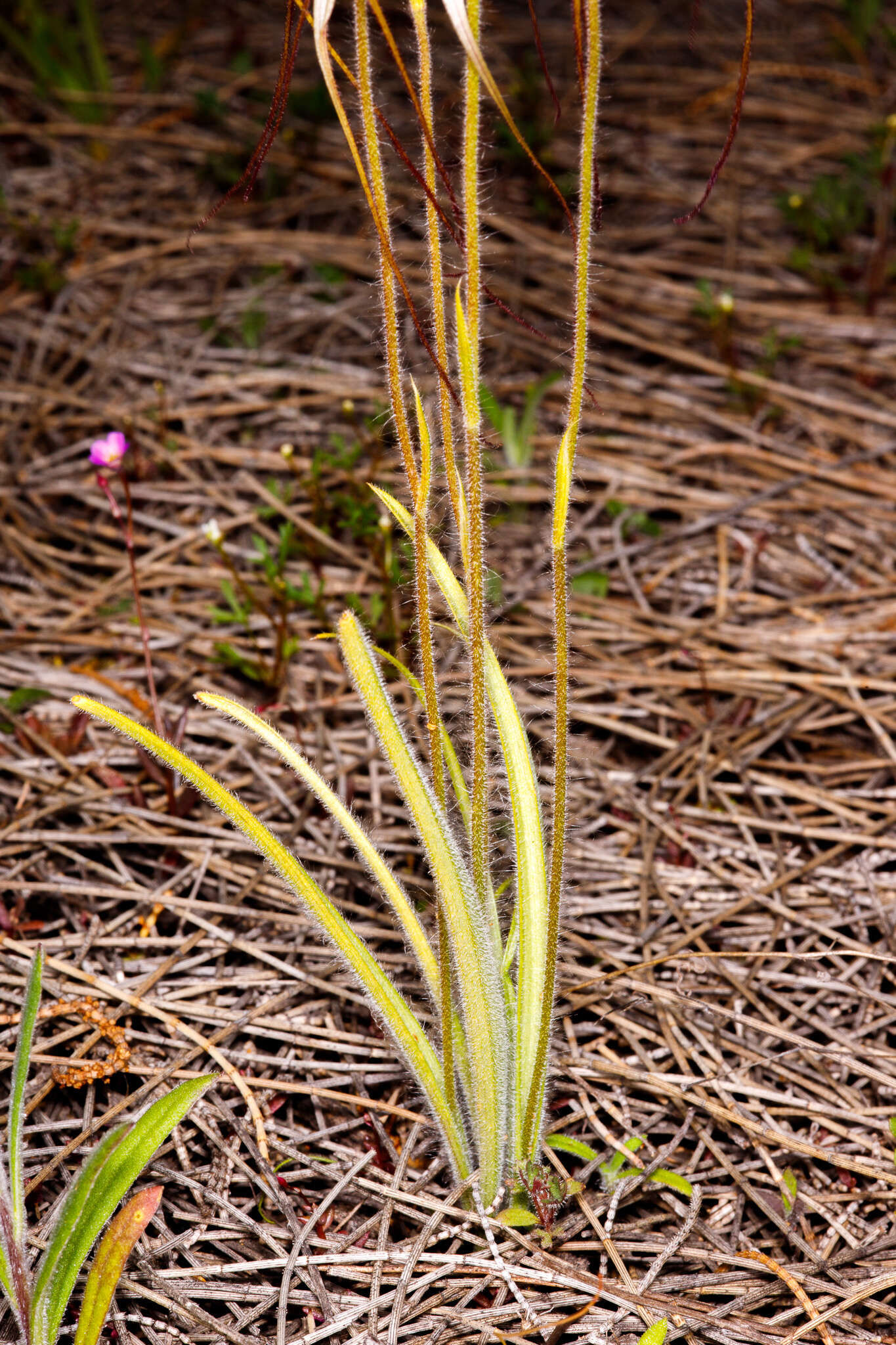 Image of Caladenia nobilis Hopper & A. P. Br.