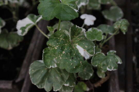 Imagem de Pelargonium hortorum Bailey