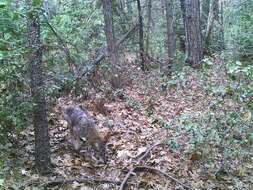 Image of California Valley Coyote