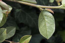 Image of Two-spotted spider mite