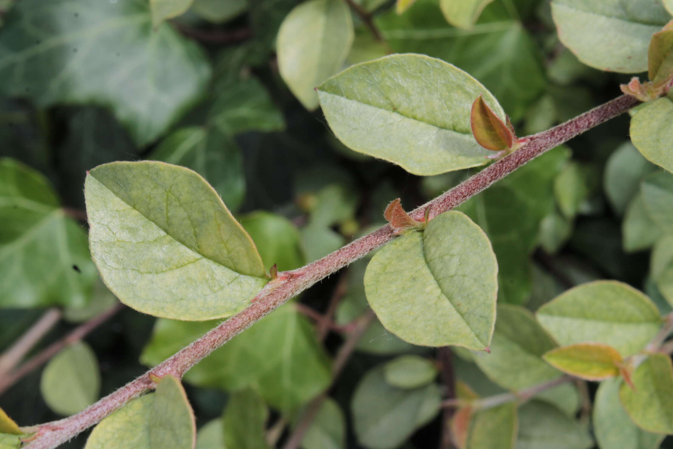 Image of Two-spotted spider mite