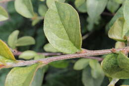 Image of Two-spotted spider mite