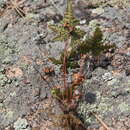 Image de Aleuritopteris argentea var. obscura (Christ) Ching