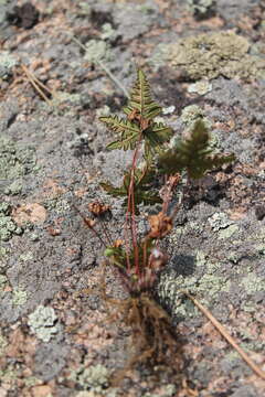 Sivun Aleuritopteris argentea var. obscura (Christ) Ching kuva