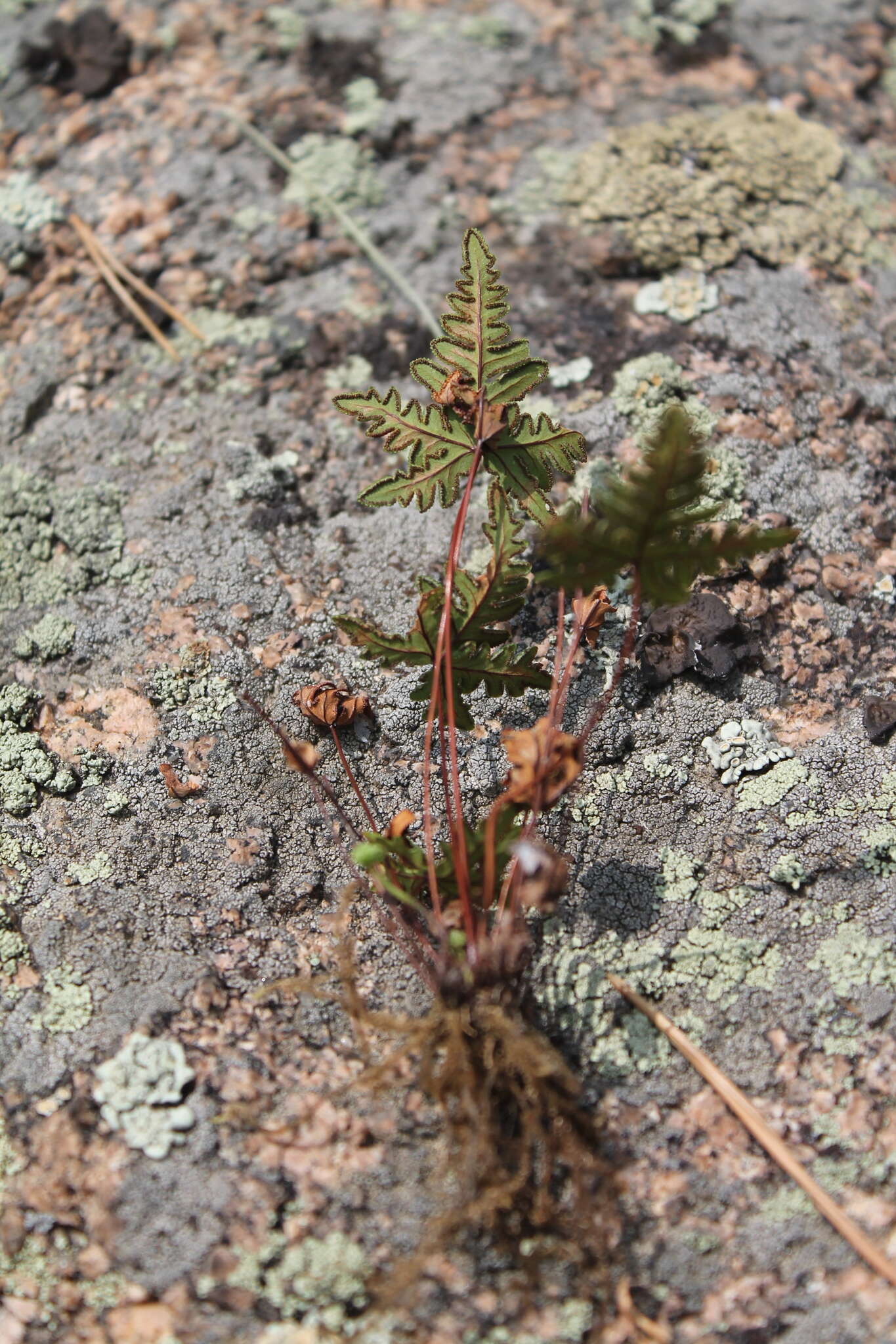 Image of Aleuritopteris argentea var. obscura (Christ) Ching