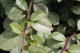 Image of Two-spotted spider mite