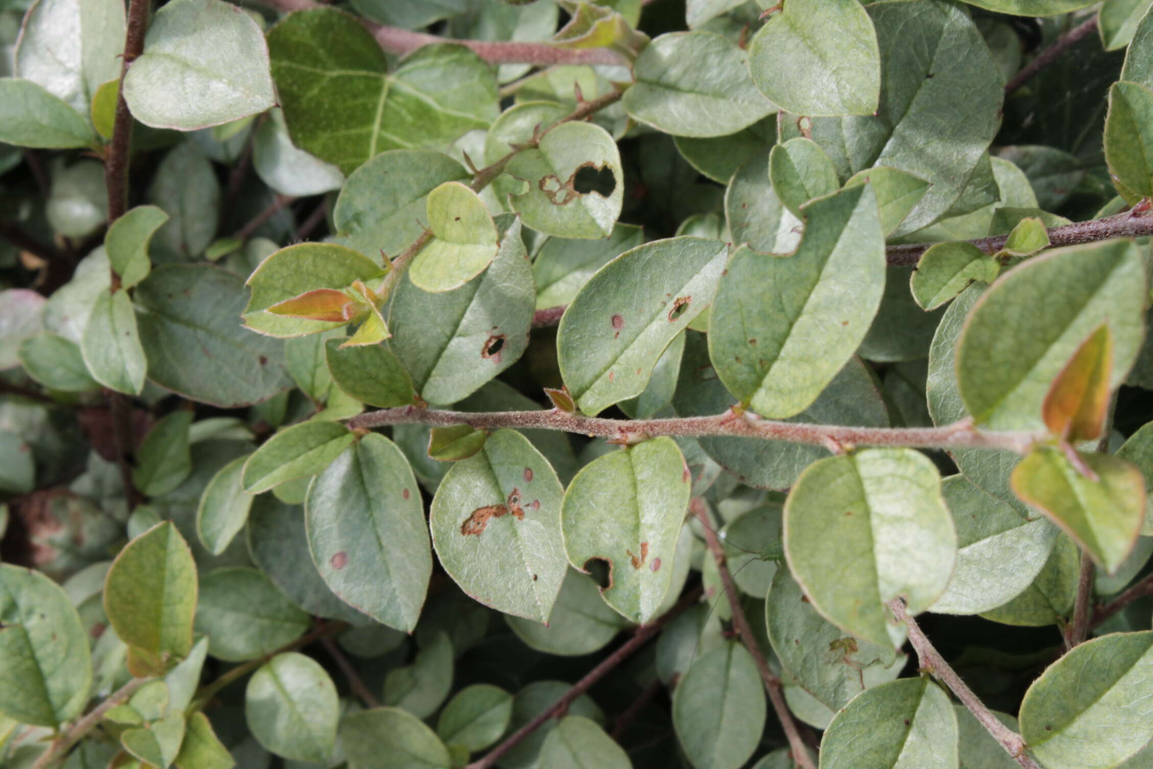 Image of Two-spotted spider mite