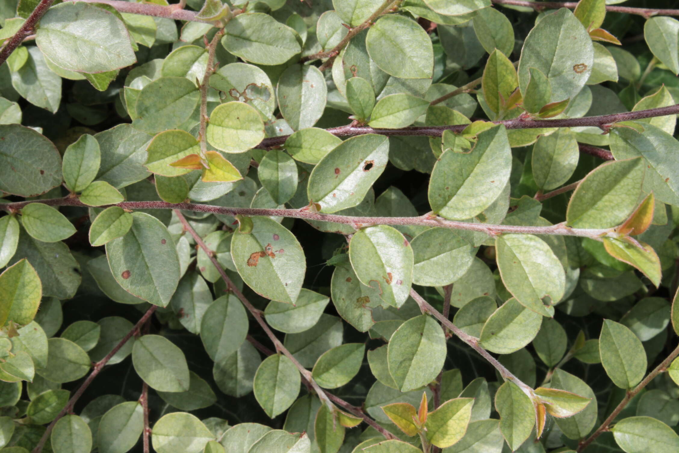 Image of Two-spotted spider mite