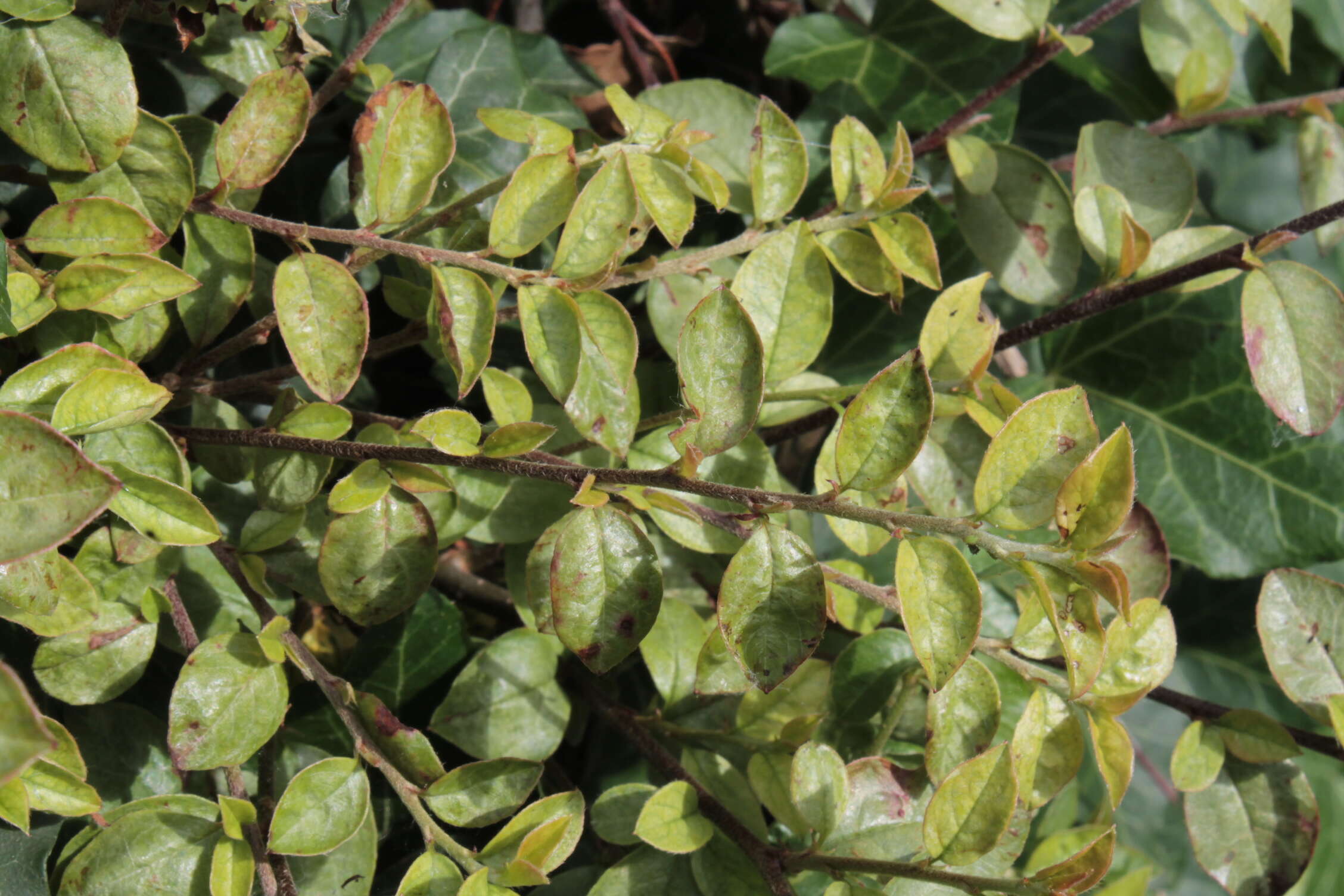 Image of Two-spotted spider mite