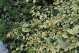 Image of coral beauty cotoneaster