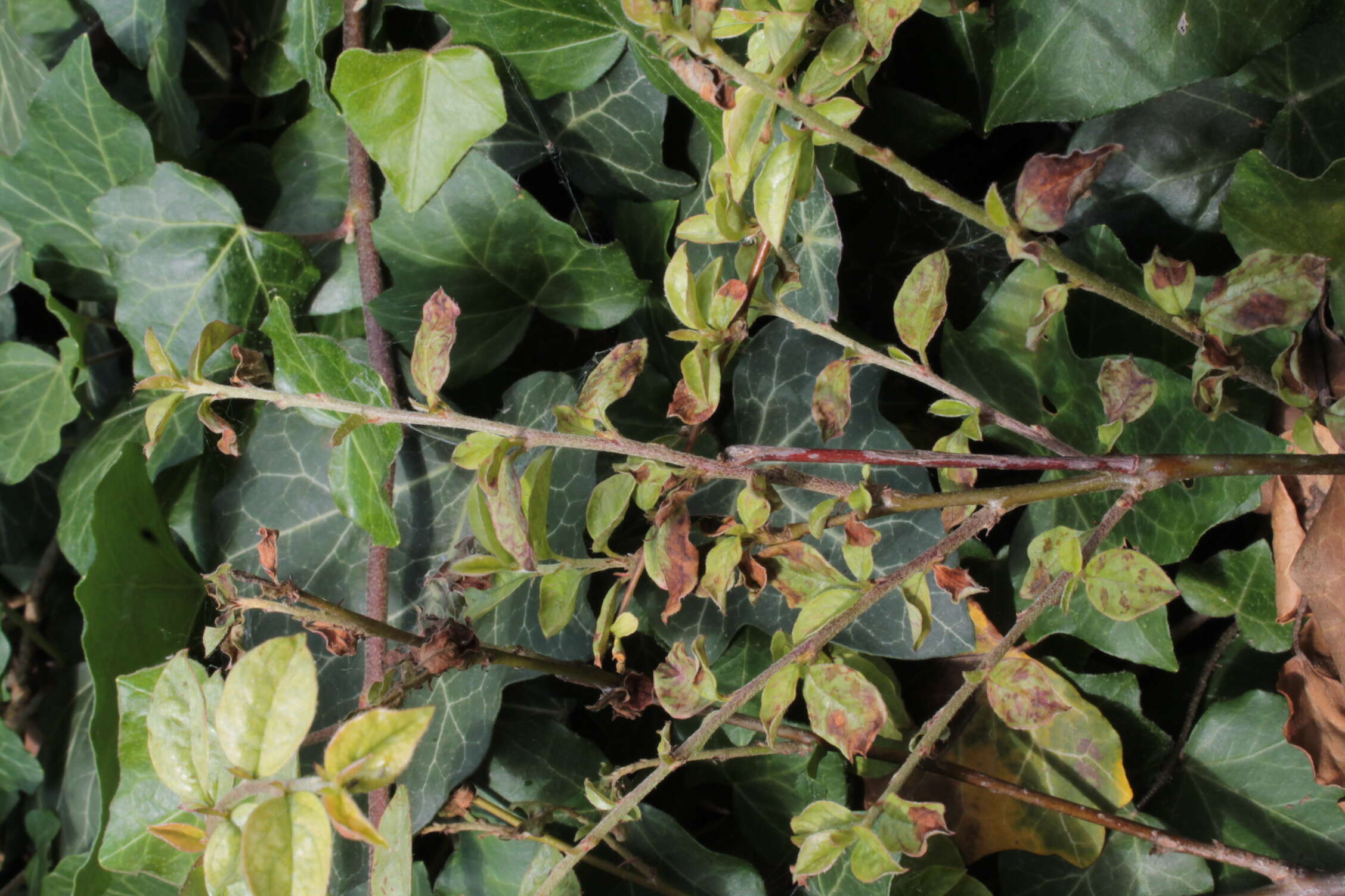 Image of Two-spotted spider mite