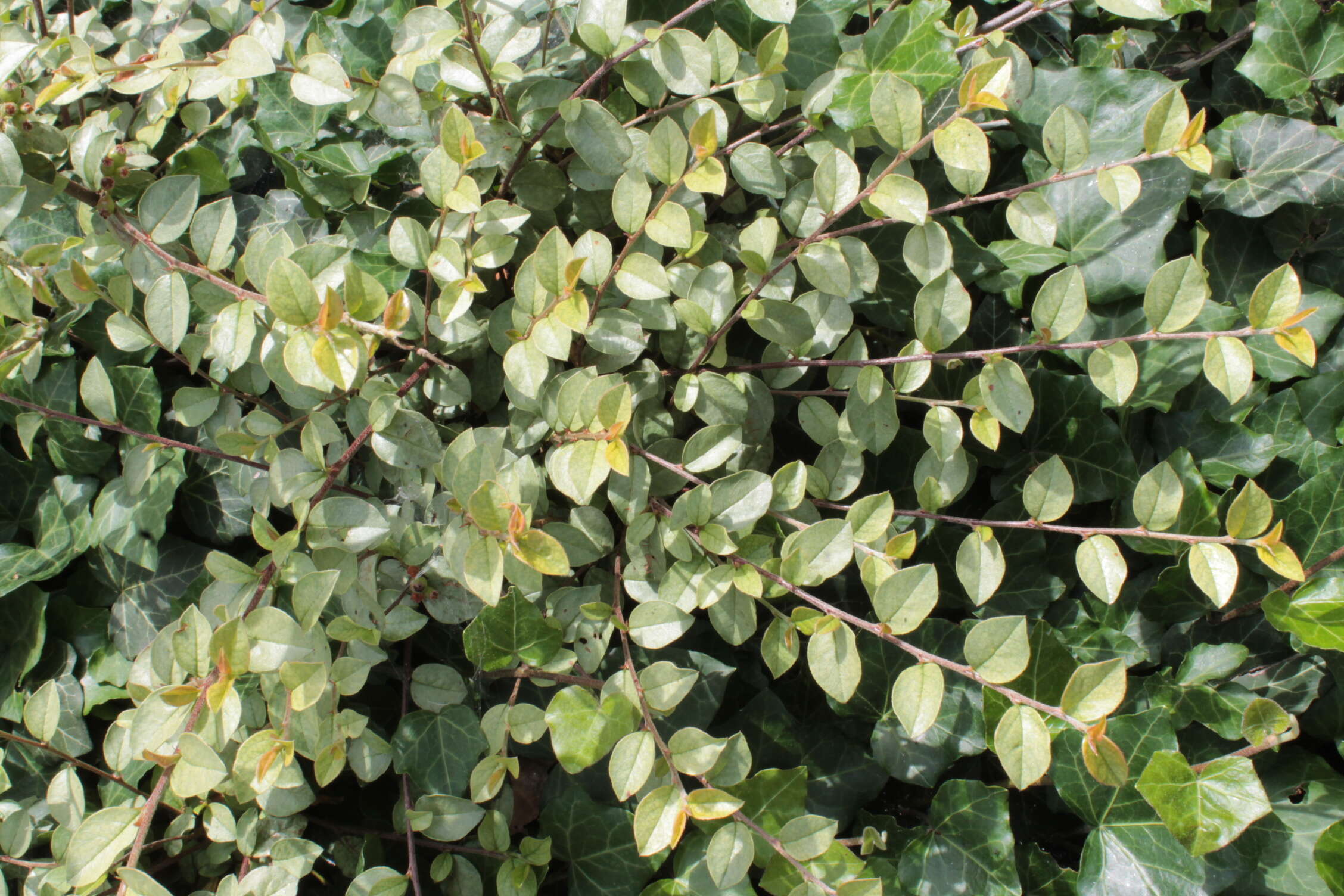 Image of Two-spotted spider mite