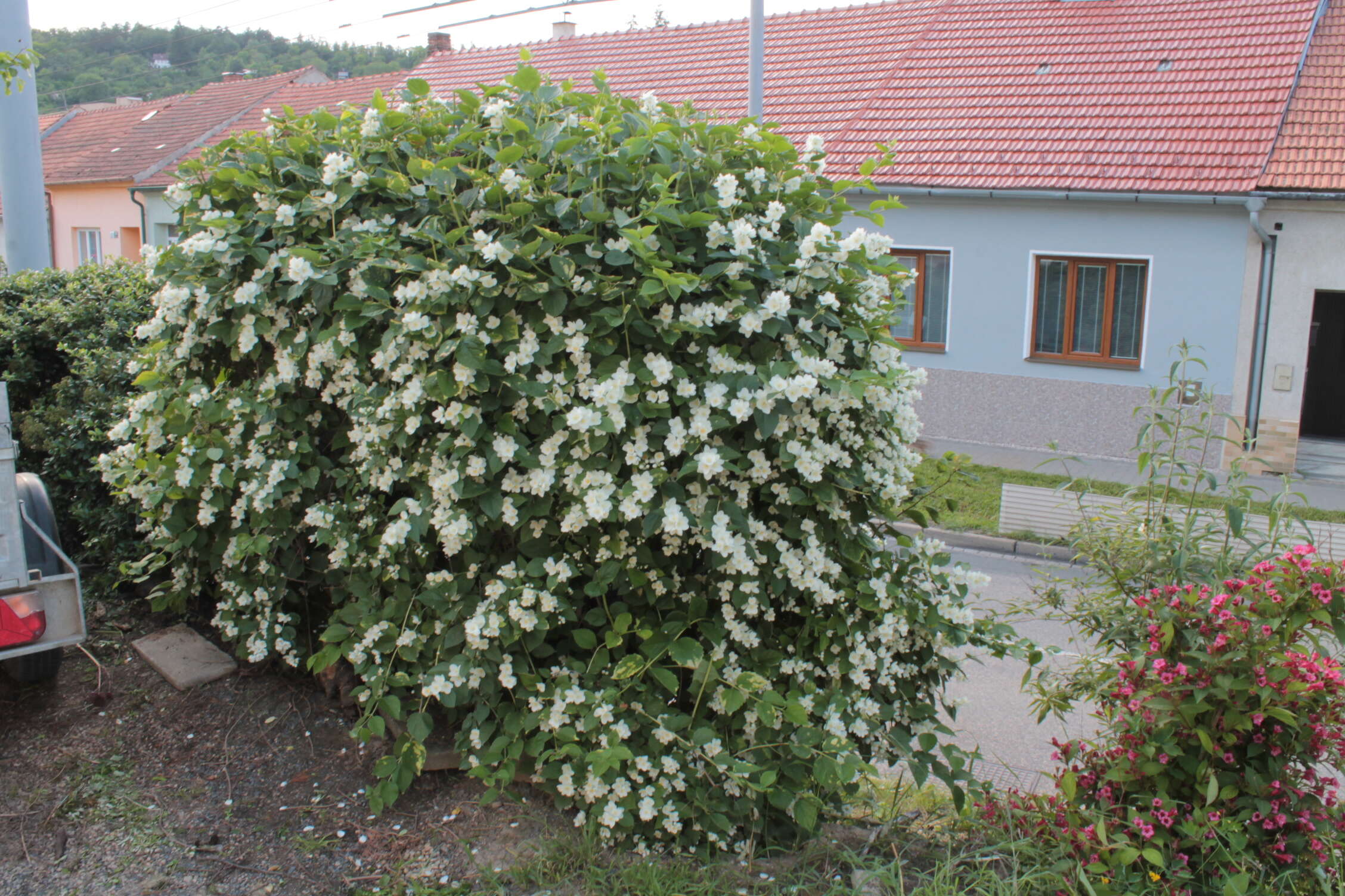 Image of sweet mock orange