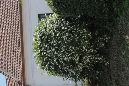 Image of sweet mock orange