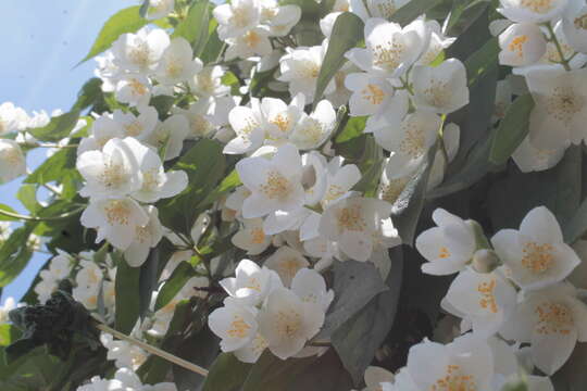 Image of sweet mock orange