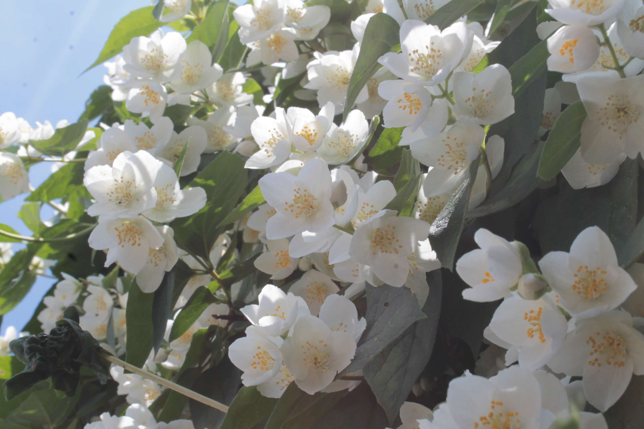 Image of sweet mock orange