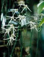 Dendrobium teretifolium R. Br. resmi